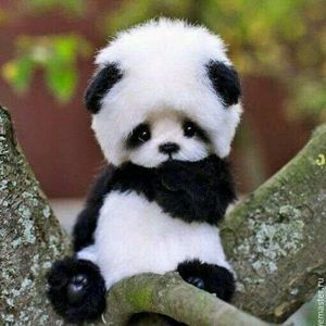 Meet your Posher, Pam